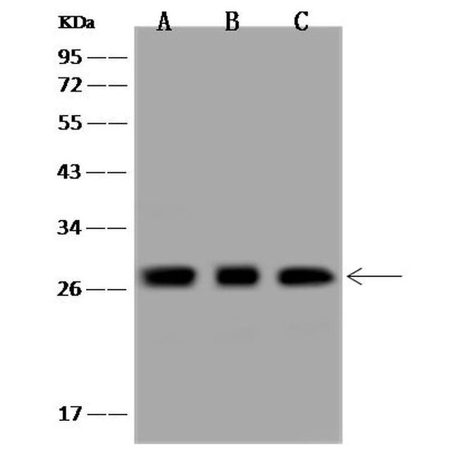 MRPL9 Antibody in Western Blot (WB)