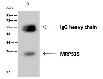 MRPS15 Antibody in Immunoprecipitation (IP)