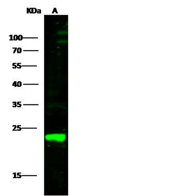 PRDX1 Antibody in Western Blot (WB)