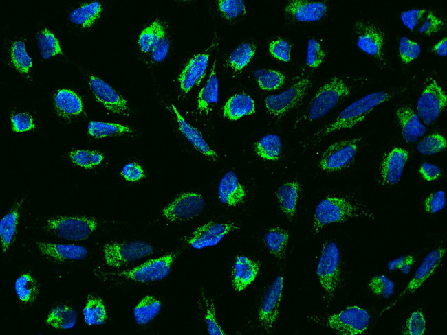 KIAA0391 Antibody in Immunocytochemistry (ICC/IF)