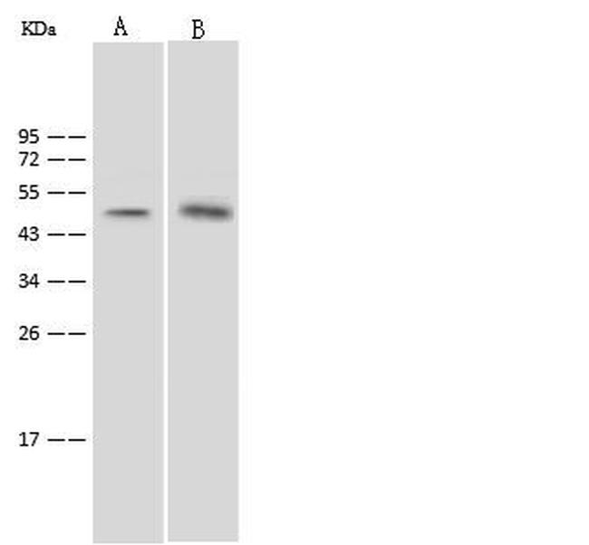 SGK1 Antibody in Western Blot (WB)