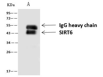 SIRT6 Antibody in Immunoprecipitation (IP)