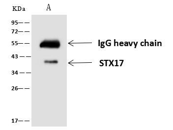 STX17 Antibody in Immunoprecipitation (IP)