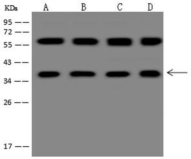 STX17 Antibody in Western Blot (WB)