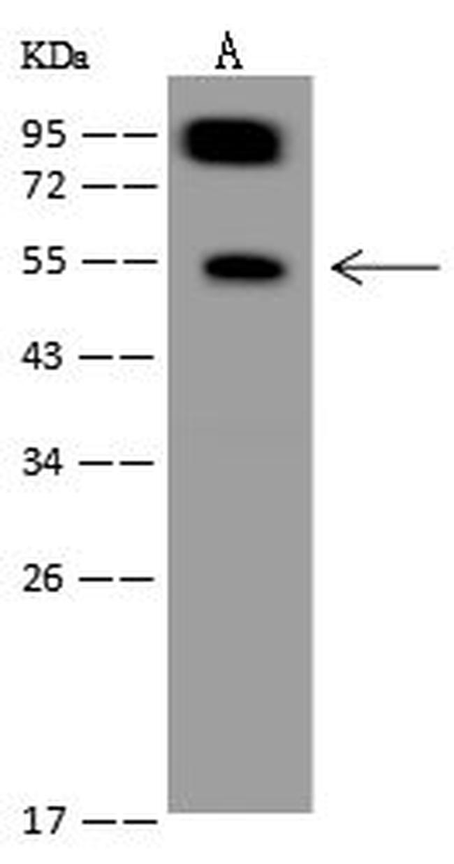 SYNC Antibody in Western Blot (WB)