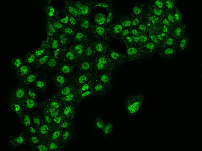 TMEM255B Antibody in Immunocytochemistry (ICC/IF)