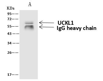 UCKL1 Antibody in Immunoprecipitation (IP)