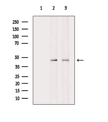 Phospho-Connexin 43 (Tyr265) Antibody in Western Blot (WB)