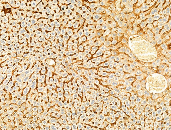 Phospho-EIF2S1 (Ser51) Antibody in Immunohistochemistry (Paraffin) (IHC (P))