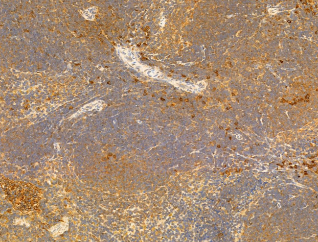 Phospho-EIF2S1 (Ser51) Antibody in Immunohistochemistry (Paraffin) (IHC (P))