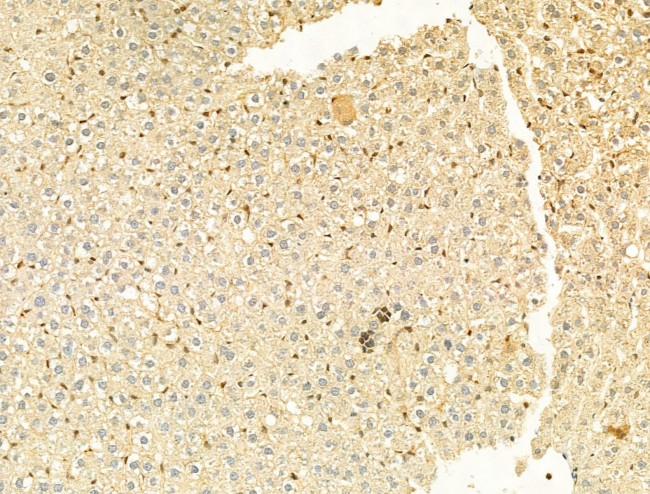 Phospho-EIF2S1 (Ser51) Antibody in Immunohistochemistry (Paraffin) (IHC (P))