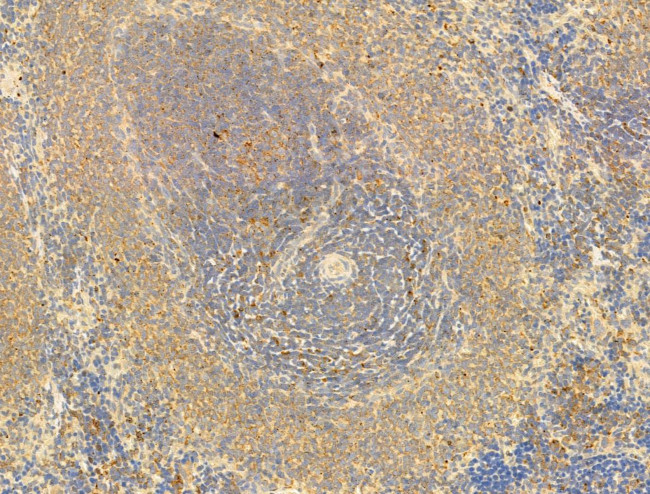 Phospho-EIF2S1 (Ser51) Antibody in Immunohistochemistry (Paraffin) (IHC (P))