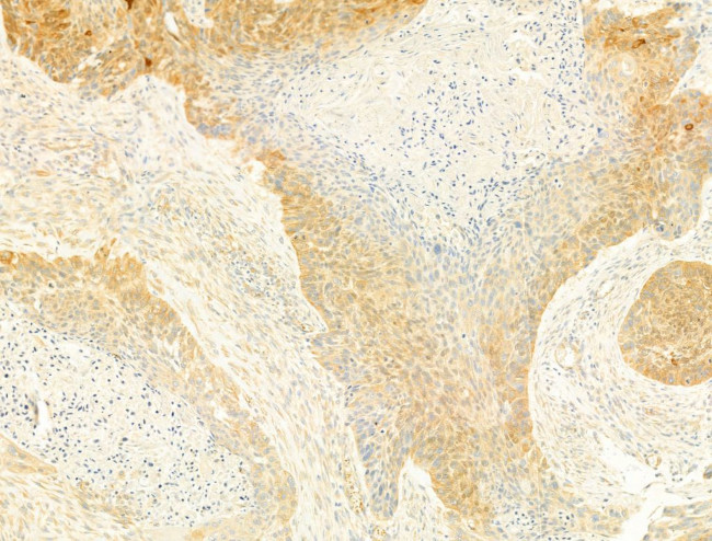 Phospho-EIF2S1 (Ser51) Antibody in Immunohistochemistry (Paraffin) (IHC (P))