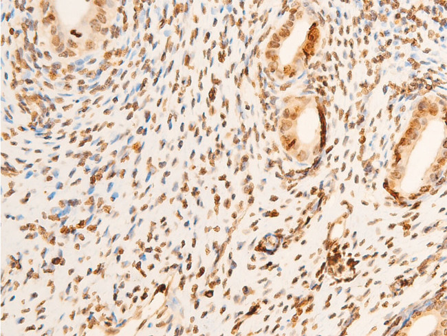 Phospho-EIF2S1 (Ser51) Antibody in Immunohistochemistry (Paraffin) (IHC (P))