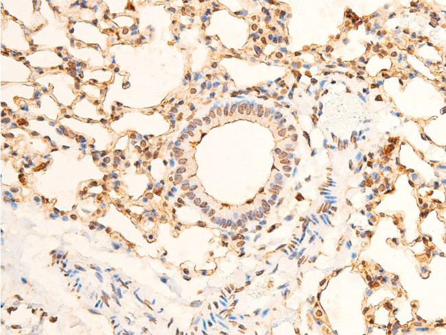 Phospho-EIF2S1 (Ser51) Antibody in Immunohistochemistry (Paraffin) (IHC (P))