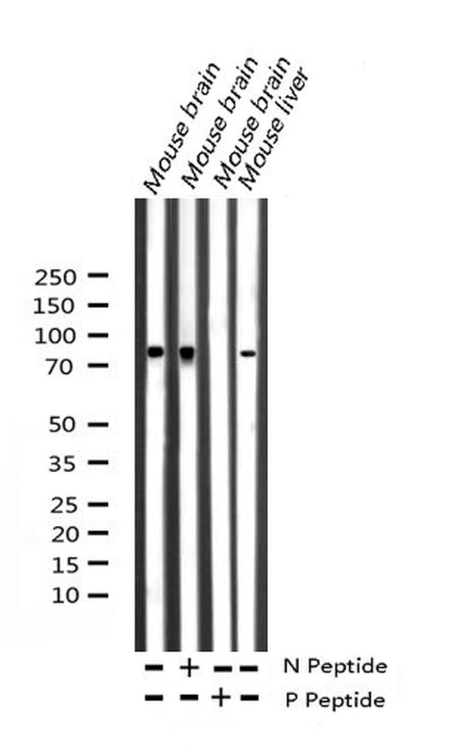 Phospho-Ataxin 1 (Ser775) Antibody in Western Blot (WB)