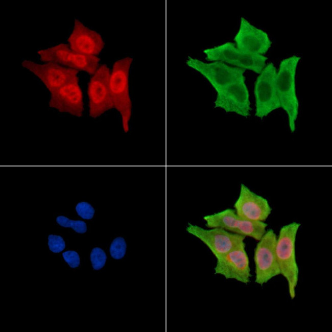 Phospho-BCLAF1 (Ser531) Antibody in Immunocytochemistry (ICC/IF)