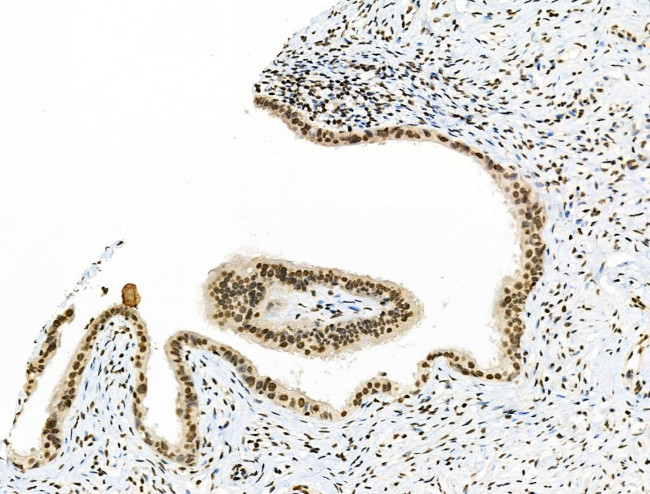 Phospho-MUC1 (Ser1227) Antibody in Immunohistochemistry (Paraffin) (IHC (P))