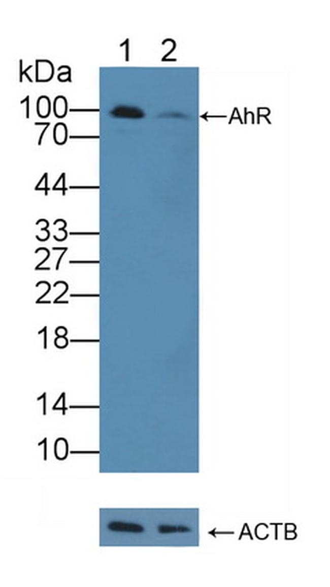 AHR Antibody in Western Blot (WB)