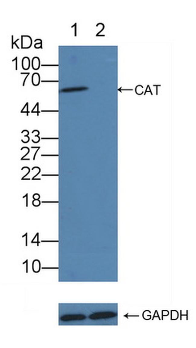 Catalase Antibody in Western Blot (WB)