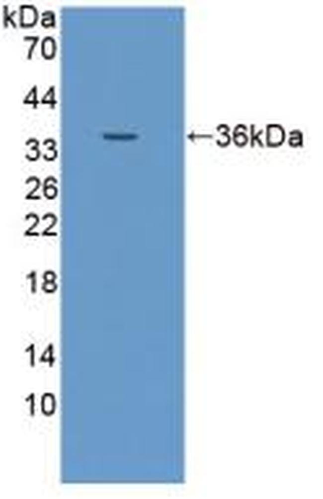 EpCAM (CD326) Antibody in Western Blot (WB)