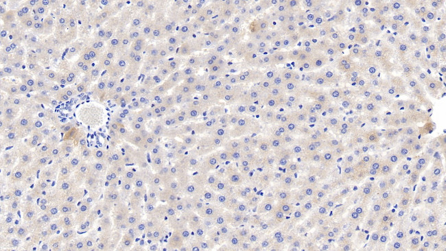 Fetuin B Antibody in Immunohistochemistry (Paraffin) (IHC (P))