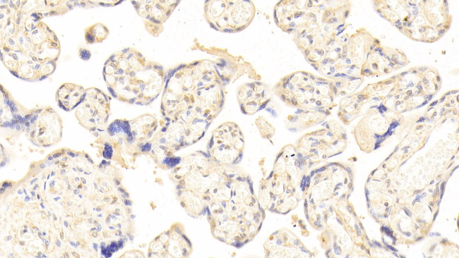 HPa1 Antibody in Immunohistochemistry (Paraffin) (IHC (P))