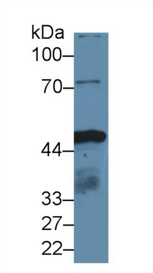 IDH1 Antibody in Western Blot (WB)