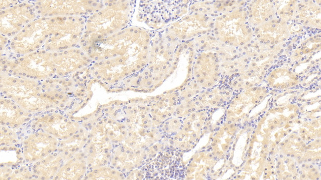 Mgea5 Antibody in Immunohistochemistry (Paraffin) (IHC (P))