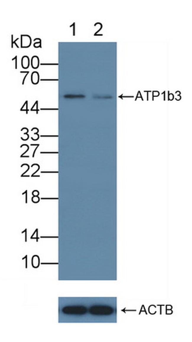 CD298 Antibody in Western Blot (WB)