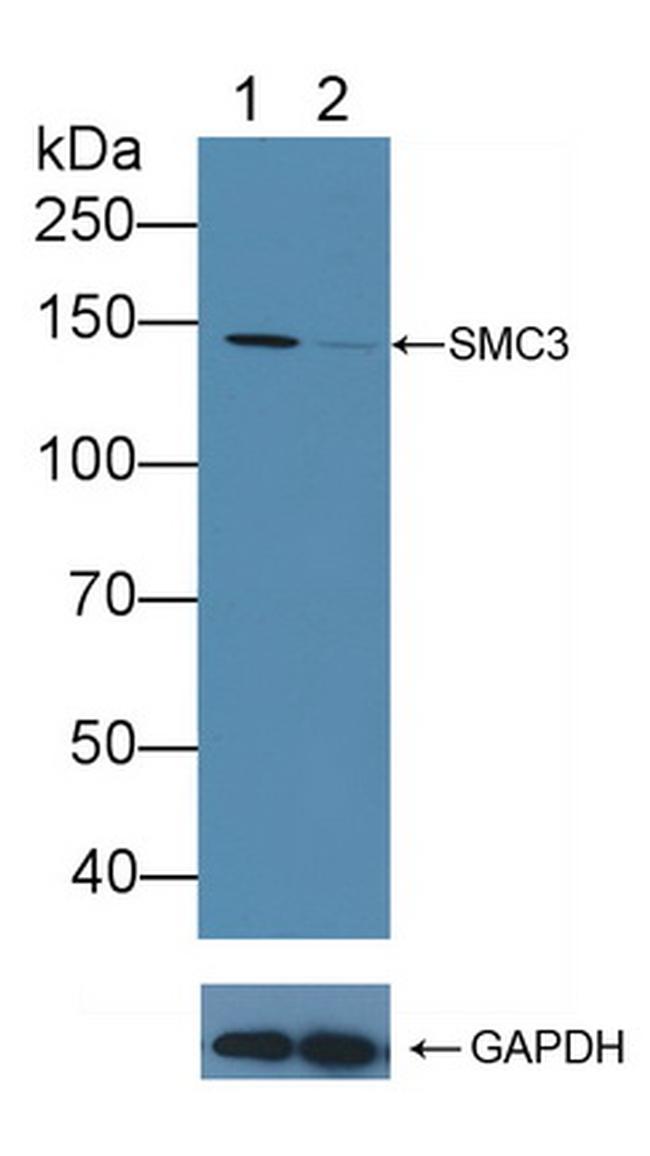 SMC3 Antibody in Western Blot (WB)