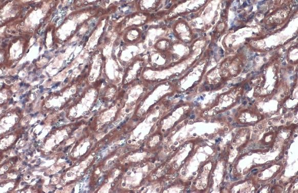 Caspase 1 p10 Antibody in Immunohistochemistry (Paraffin) (IHC (P))