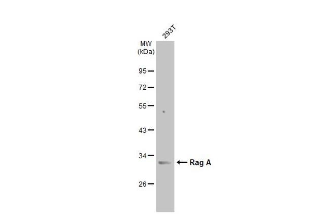 RRAGA Antibody in Western Blot (WB)