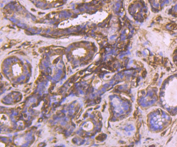 CRMP2 Antibody in Immunohistochemistry (Paraffin) (IHC (P))