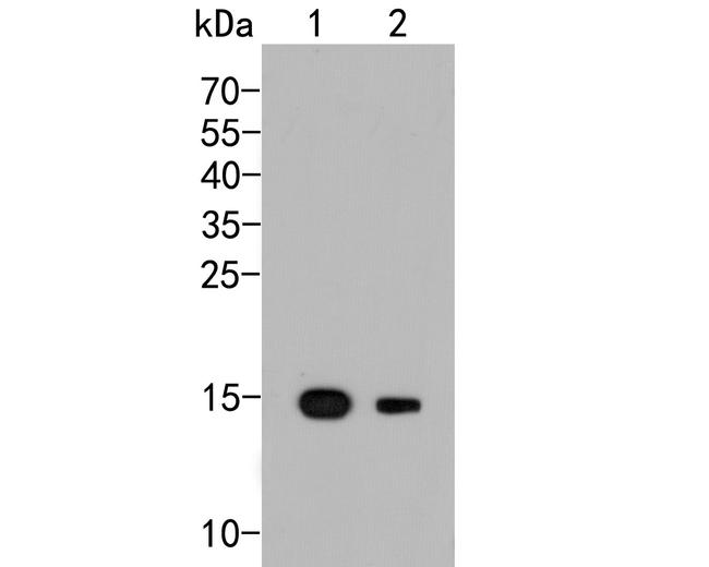GOLGA7 Antibody in Western Blot (WB)