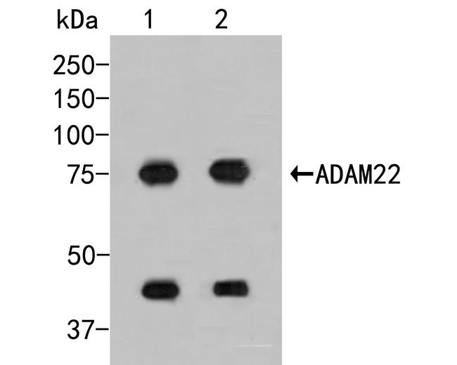 ADAM22 Antibody in Western Blot (WB)