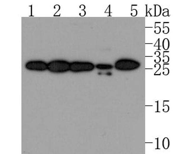 RALA Antibody in Western Blot (WB)