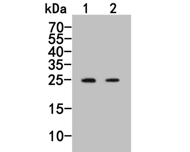 ERAB Antibody in Western Blot (WB)