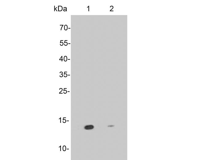 SNRPD3 Antibody in Western Blot (WB)