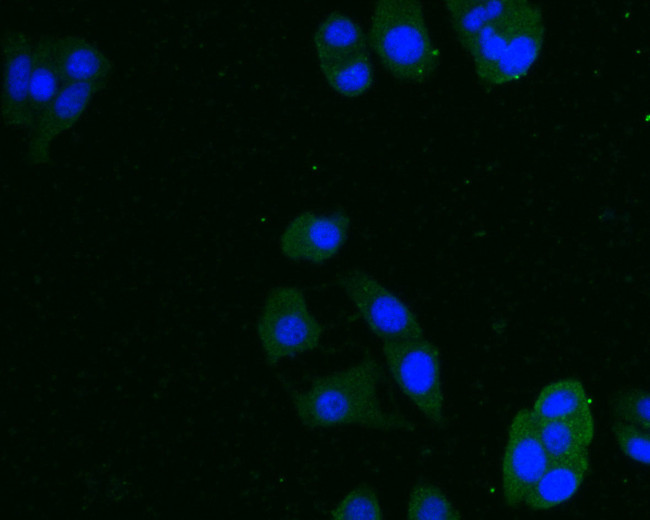 INHA Antibody in Immunocytochemistry (ICC/IF)