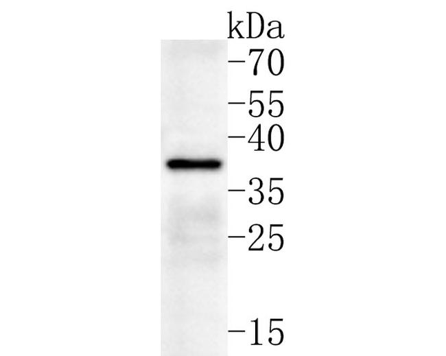 SLC25A37 Antibody in Western Blot (WB)