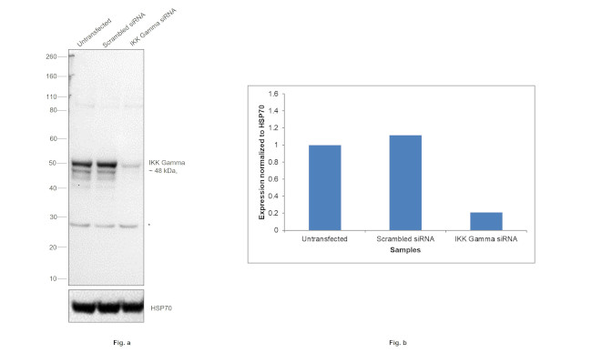 IKK gamma Antibody in Western Blot (WB)