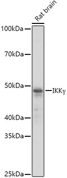 IKK gamma Antibody in Western Blot (WB)