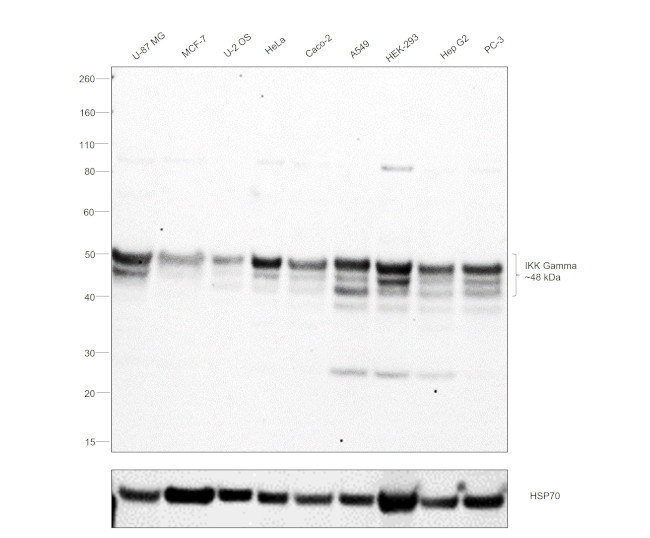 IKK gamma Antibody in Western Blot (WB)