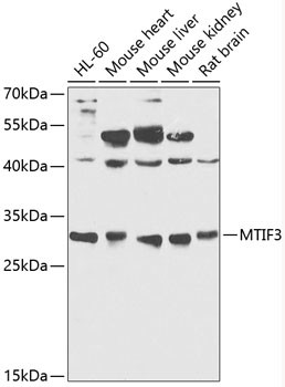 MTIF3 Antibody in Western Blot (WB)