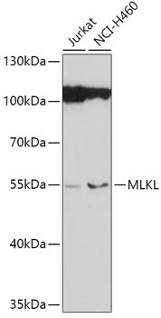 MLKL Antibody in Western Blot (WB)