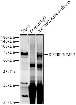 IGF2BP2 Antibody in Immunoprecipitation (IP)