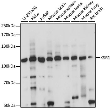 KSR1 Antibody in Western Blot (WB)