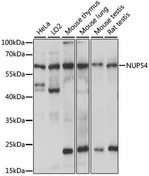 NUP54 Antibody in Western Blot (WB)