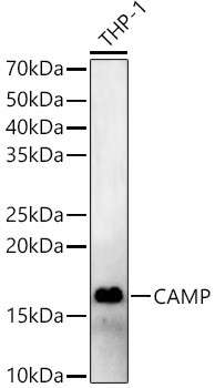 Cathelicidin Antibody in Western Blot (WB)